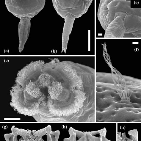 Shape Of The Lorica Of Brachionus Plicatilis Complex And Landmarks