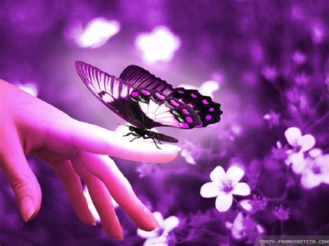 Butterfly Most Beautiful Flowers Wallpapers Hd