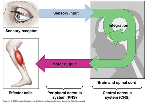 Sensory Input To Motor Output Diagram Sensory Input Motor