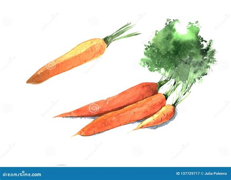 Set Of Watercolor Carrots Hand Drawn Illustration Isolated On White