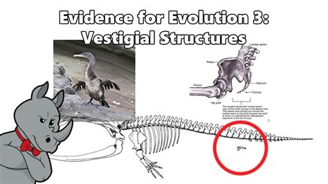 Evidence For Evolution Vestigial Structures Youtube