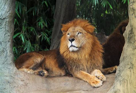 Vienna's Tiergarten Schönbrunn Is the World’s Oldest Zoo - 3 Seas Europe