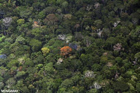 Ecology of the Amazon rainforest