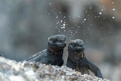 Marine Iguana Sneezing To Eject Salt From Nostrils Photograph By Tui