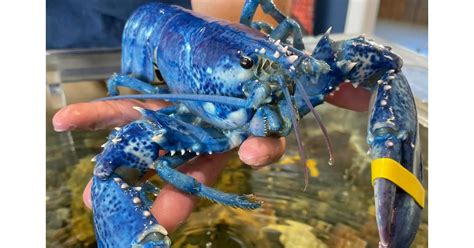 How Much Does a Blue Lobster Cost? Details on Rare Crustacean