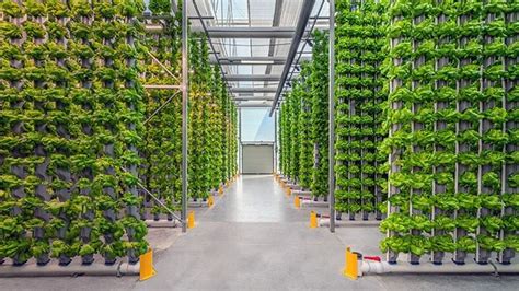 Vertical Farming Insights Cultivating The Future Of Agriculture