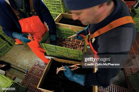 91 Prawn Factory Stock Photos High Res Pictures And Images Getty Images