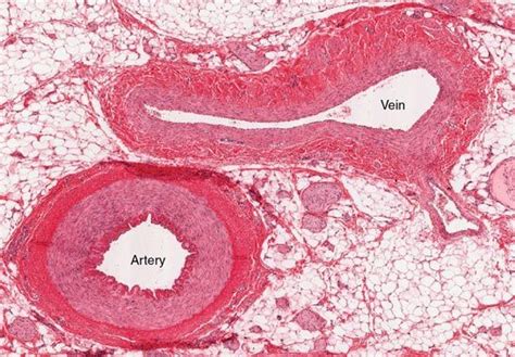 Anatomy Label Major Arteries And Veins : Cardiovascular System - Human Veins, Arteries, Heart ...