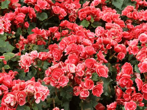 Grow Gorgeous Rieger Begonias Tips And Tricks For Success