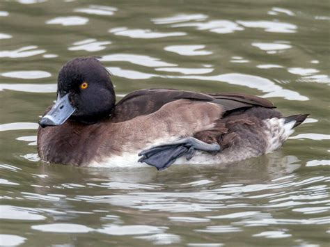 Tufted Duck (Aythya Fuligula) - Glenlivet Wildlife