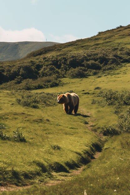 Premium AI Image A Bear Walking Across A Lush Green Hillside