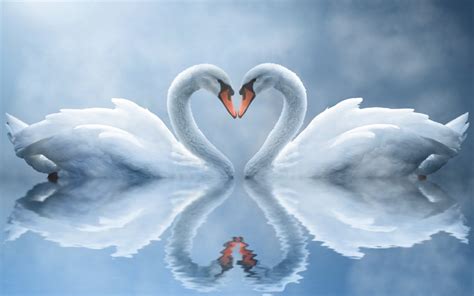 Swan Love Screensaver for Windows - Swan Screensaver