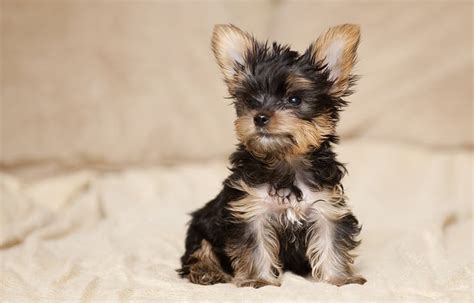 Teacup Yorkie Price And What To Look For When Buying