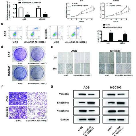 Silencing Of Lncrna Al Regulated Proliferation Apoptosis