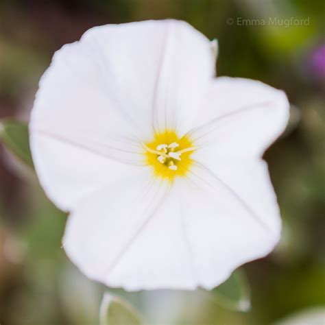 Convolvulus Cneorum Shrubby Bindweed Uploaded By Emma915Jones