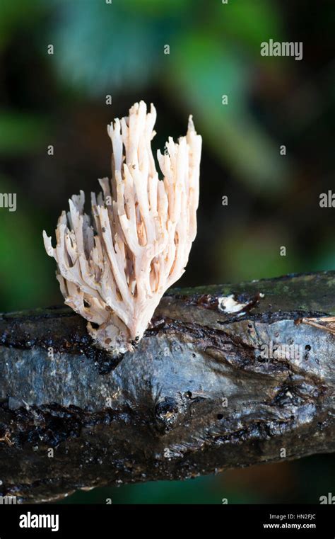 Upright Coral Fungi Ramaria Stricta Stock Photo Alamy