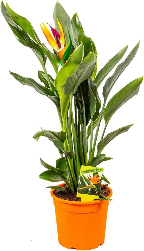 POWERS TO FLOWERS ORCHIDEA PHALAENOPSIS BONSAI GIALLO ARANCIO IN VASO