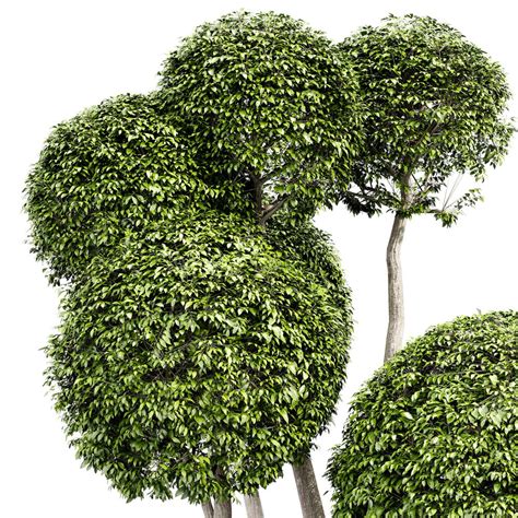 fancy shaped decorative tree  model  trees  dmodelsorg
