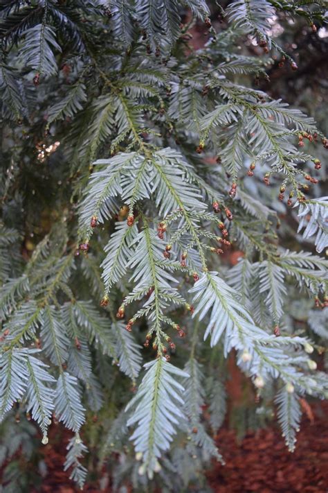 December 2019 Plant Profile: Sequoia sempervirens