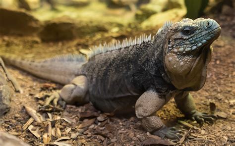 Cuban Rock Iguana