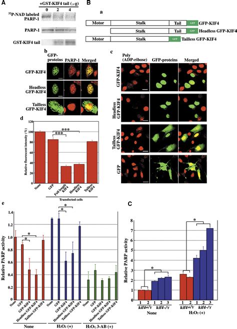 KIF4 Motor Regulates Activity Dependent Neuronal Survival By