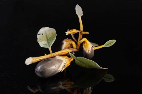 Intaglio In Avorio Raffigurante Melanzane Fiori E Foglie Giappone