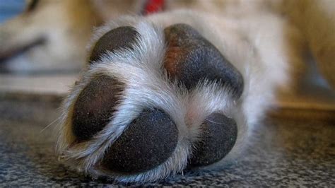 Swollen Dog Paw and Pad: Common Causes & Home Remedies | Dogs, Cats, Pets