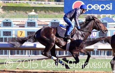 Cozmic One Zenyatta Horse Horses Horse Racing