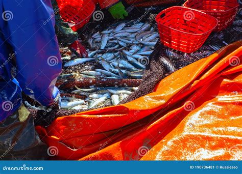 Catch Of Ocean Sardine Stock Image Image Of Culture 190736481