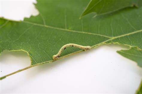 Identify and Control Inchworms