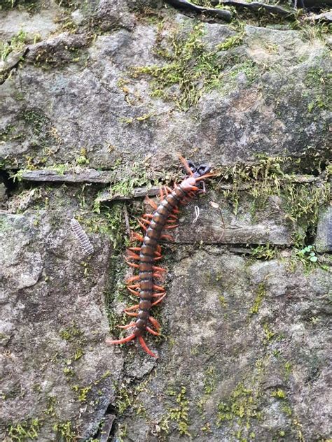 Scolopendra Sumichrasti From Jard N Escult Rico Edward James Las Pozas