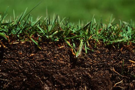 The Importance Of Nitrogen Fertilizer For Your Lawn Green Care Turf