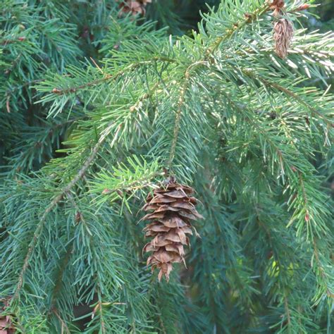 Common Douglas Fir From Sequim Wa 98382 Usa On May 15 2023 At 0901