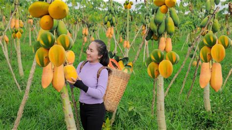 Harvest Papaya Other Fruits And Goes To The Market Sell Vietnamese