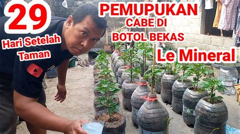 PEMUPUKAN POHON CABE YANG DI TANAM DI BEKAS AIR GALON LE MINERAL