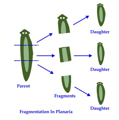 Advantages And Disadvantages Of Asexual Reproduction Javatpoint