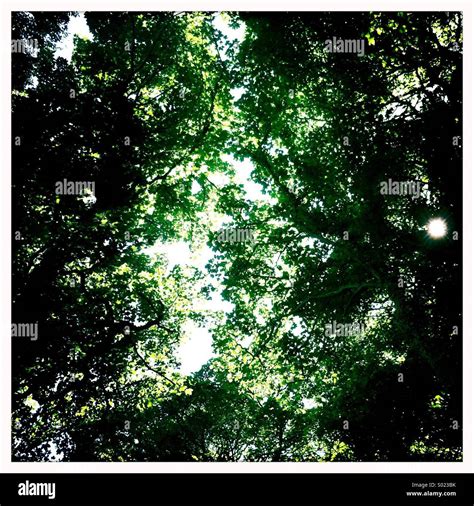 Forest Trees Canopy Stock Photo Alamy