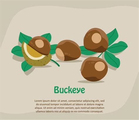 Buckeye Illustration 173252 Vector Art at Vecteezy