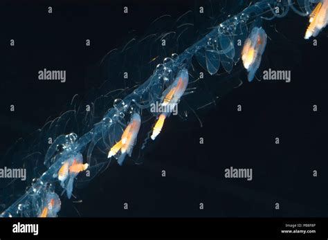 siphonophore  res stock photography  images alamy