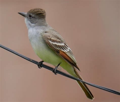 Brown Crested Flycatcher