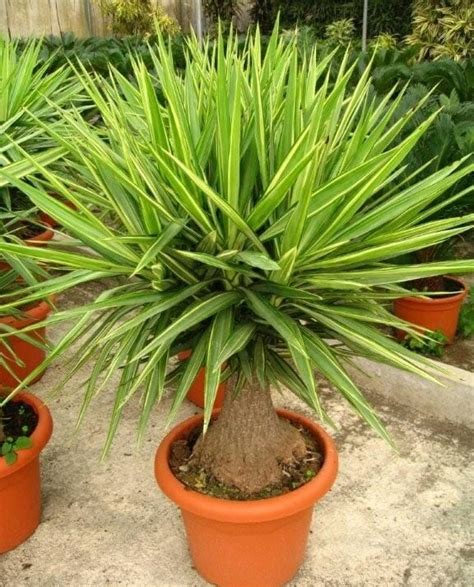 Yucca Elephantipes