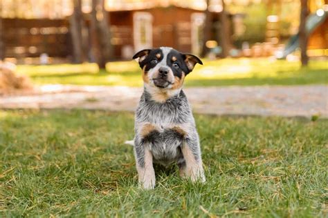 Mini Blue Heeler (Mini Australian Cattle Dog): Facts & Pictures