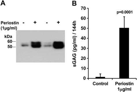 Elevated Expression Of Periostin In Human Osteoarthritic Cartilage And