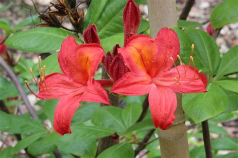 Rhododendron Mathilde Gandavense Hybrid BG Meise Flickr