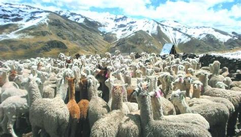 Coronavirus Per Huancavelica M S De Seis Mil Familias Criadoras De