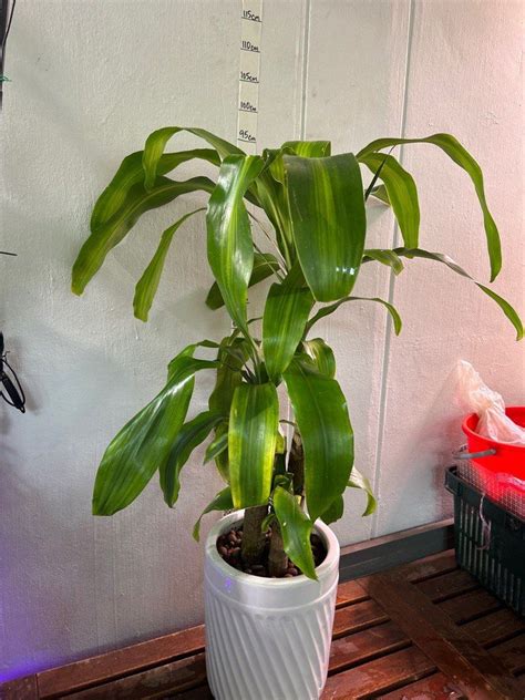 Dracaena Fragrans Variegated In Ceramic Pot Furniture Home Living