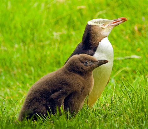 The Biggest Animals Kingdom: Yellow Eyed Penguin