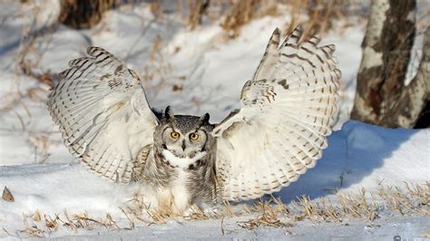 White Great Horned Owl