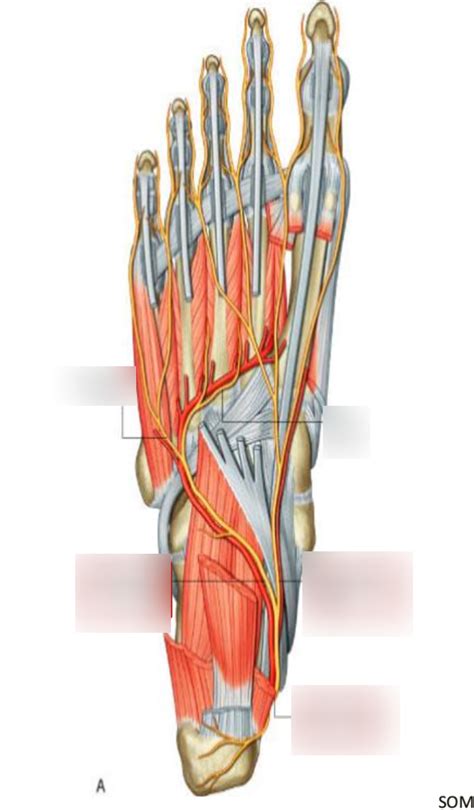 Nerves of the foot Diagram | Quizlet