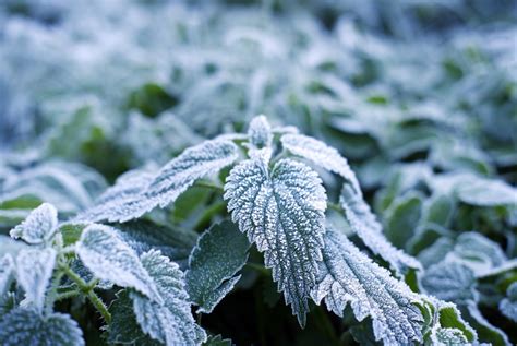 images  frost
